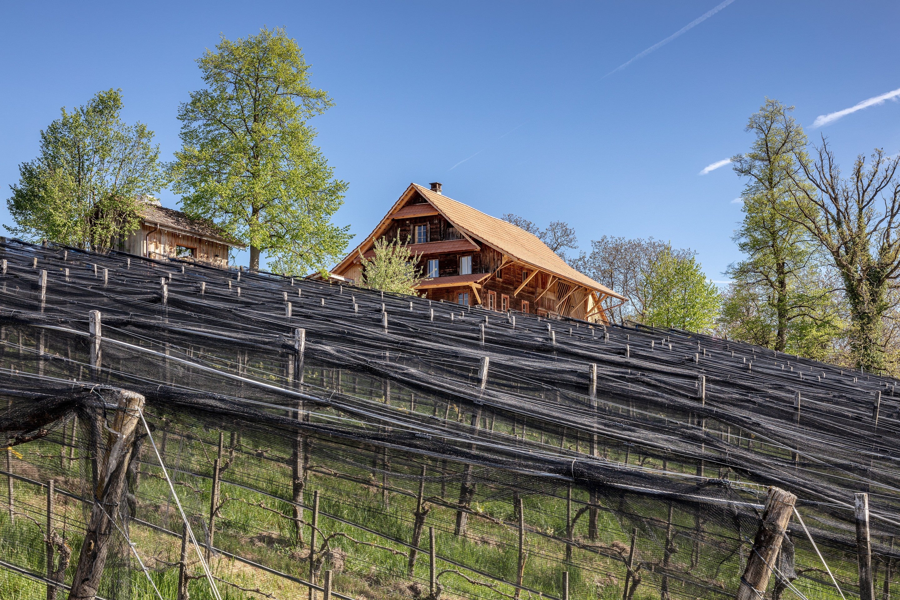 BIOWEINGUT SITENRAIN, CH - MEGGEN